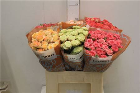 Rosa Spr Mixed In Fust 60cm