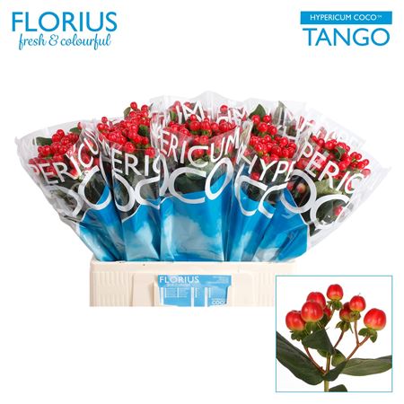 Hypericum Coco Tango Red Sup 60cm