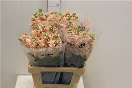 Matthiola Iron Apricot 60cm