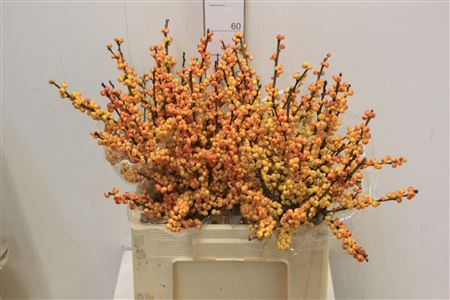 Ilex Gresgold 60cm