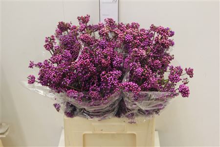Callicarpa Bod Giraldi(imp) 60cm