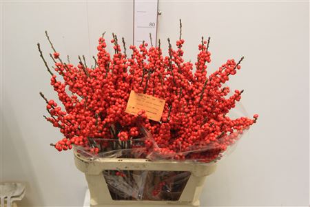Ilex Verticlilata 80cm
