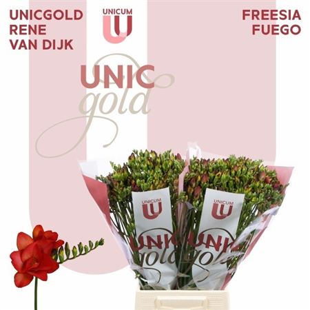 Freesia Double Fuego 22gram