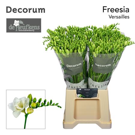Freesia Double Versailles 27gram