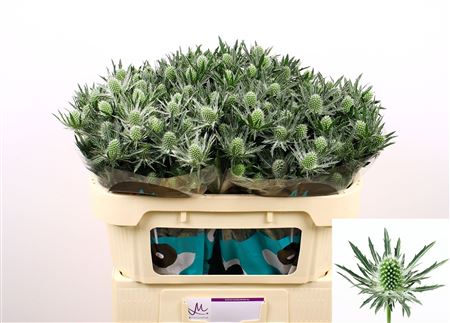 Eryngium Sirius Questar 70cm