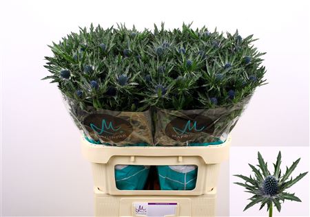 Eryngium Orion 80cm