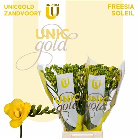 Freesia Double Soleil 18gram