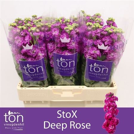 Matthiola Stox Deep Rose 60cm