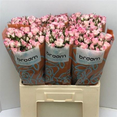 Rosa Spray Speak Blossoms 60cm