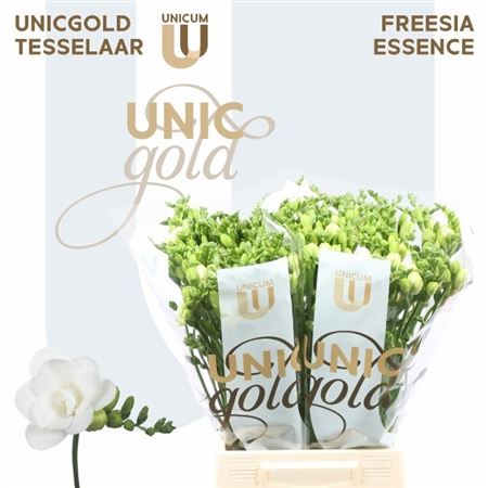 Freesia Double Essence 22gram