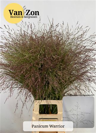 Panicum Warrior 90cm