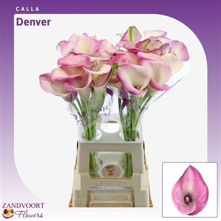 Calla Denver 70cm