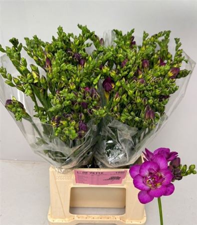 Freesia Double Purple King 20gram