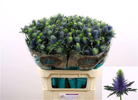 Eryngium Supernova 80cm