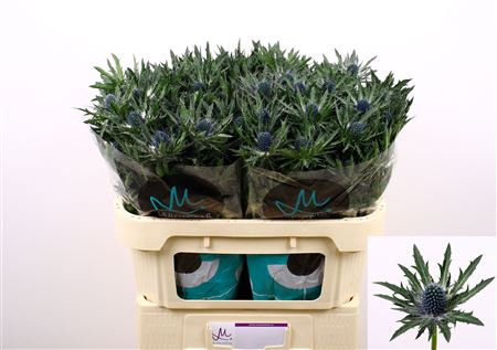 Eryngium Orion 70cm