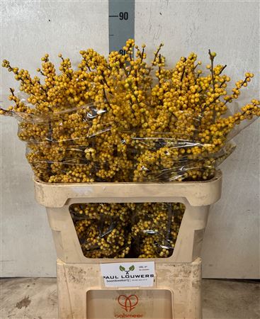 Ilex Citronella 80cm
