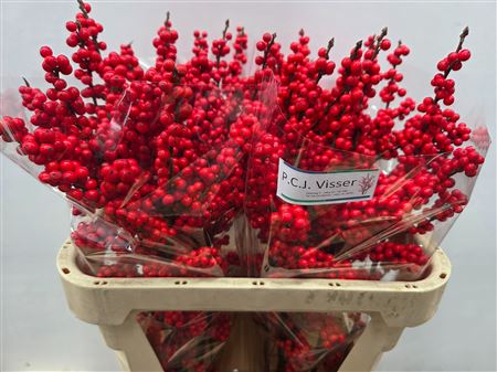 Ilex Verticlilata 80cm