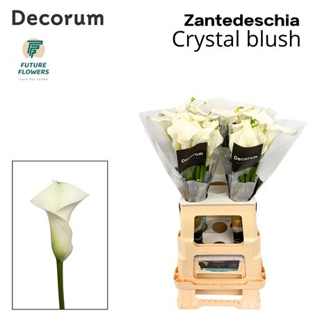 Calla Crystal Blush 65cm