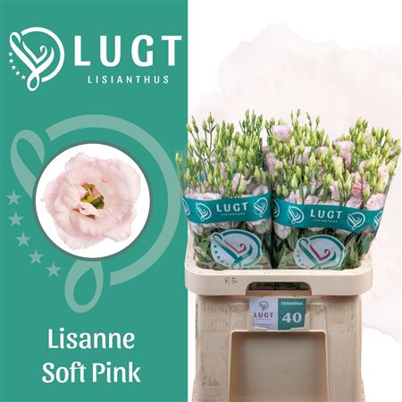 Lisianthus Double Lis Soft Pink 70cm