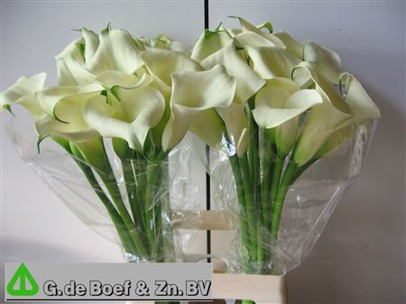 Calla Bridal Bliss 70cm