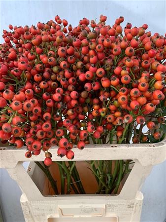 Rosa Passoa 80cm