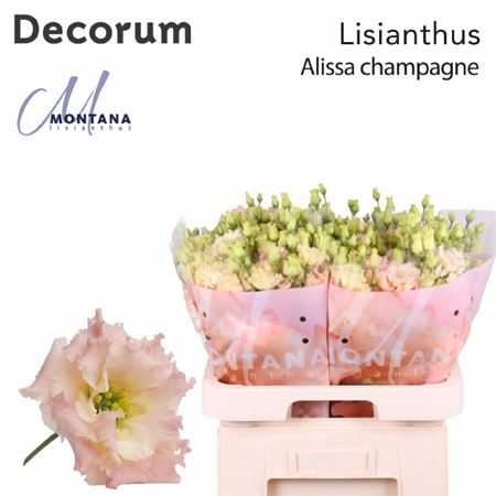 Lisianthus Double Alissa Champagne 70cm