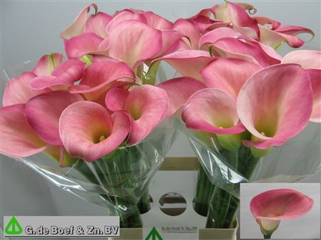 Calla Candy Dream 70cm