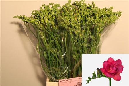 Freesia Double Expression 21gram