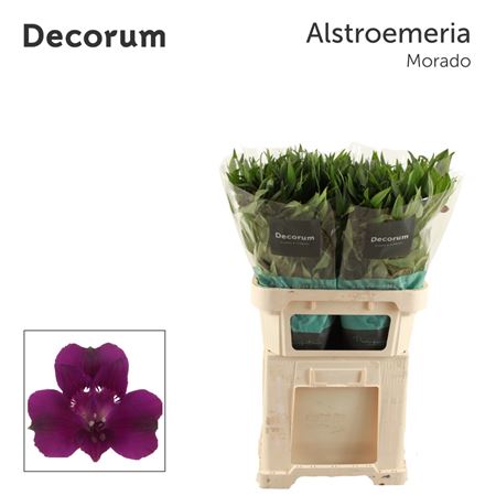 Alstr Morado 70cm 65gram