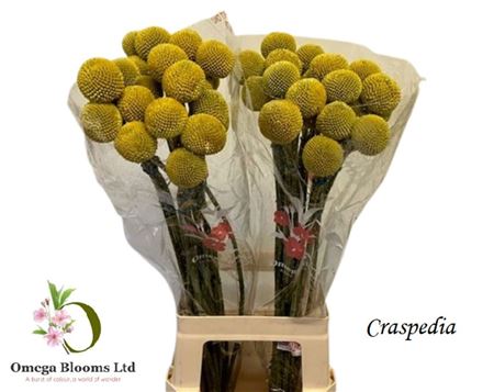 Craspedia Globosa 70cm