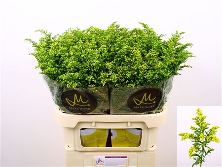 Solidago Carzan Glory 80cm 50gram