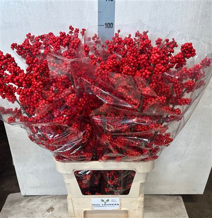 Ilex Verticlilata 100cm