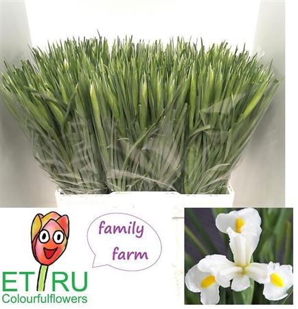 Iris White Magic 50cm