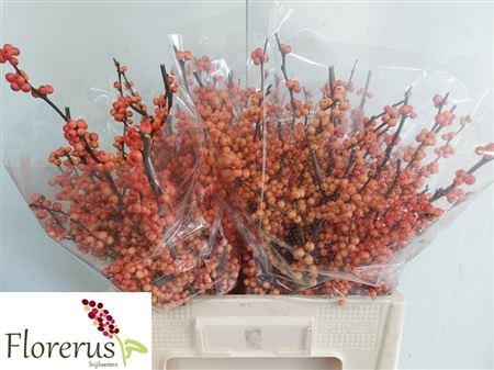 Ilex Winter Gold 60cm