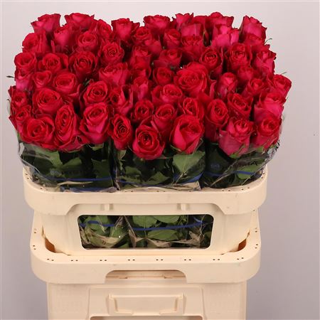Rosa Madam Cerice 80cm