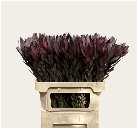 Leucadendron Safari Sunset 80cm