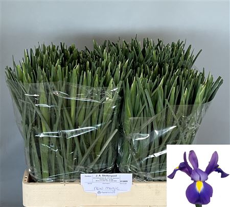 Iris Blue Magic 60cm
