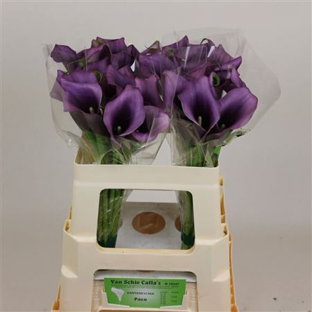 Calla Paco 60cm