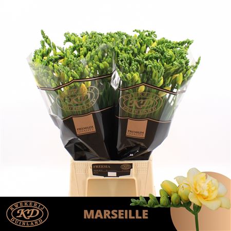 Freesia Double Marseille 24gram