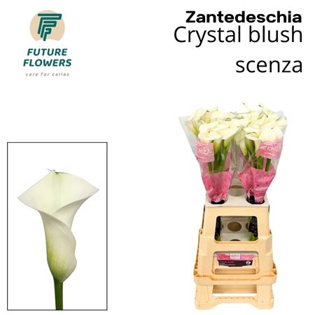 Calla Crystal Blush 70cm