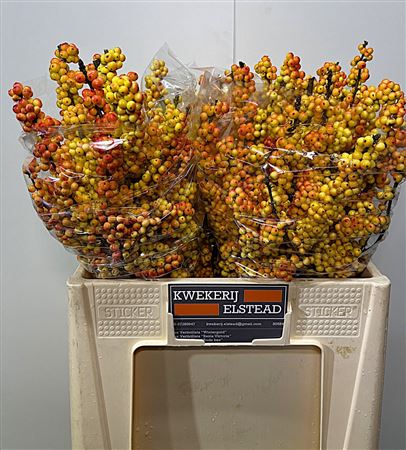 Ilex Ilexia Victoria 60cm