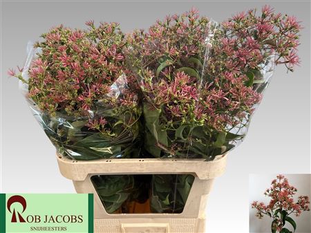 Hepta M Ro Pink Star 80cm