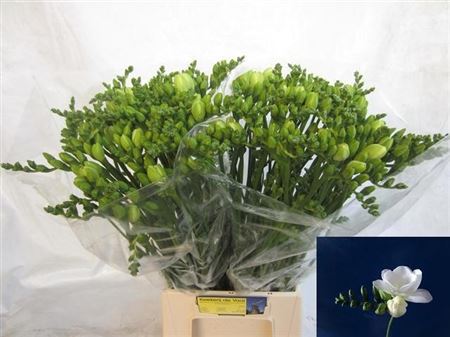 Freesia Double Essence 24gram