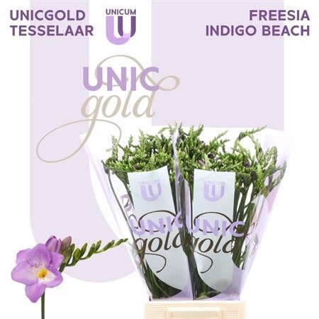 Freesia Single Delta River 22gram