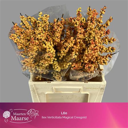 Ilex Gresgold 60cm