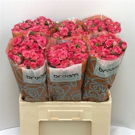 Rosa Spray Sweet Julia 60cm