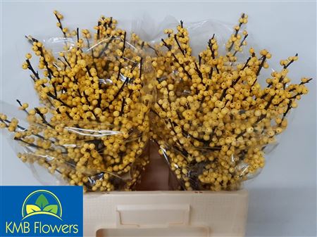 Ilex Citronella 60cm