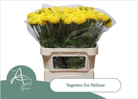Tage E Co Yellow 80cm