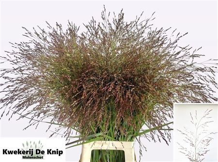 Panicum Warrior 90cm