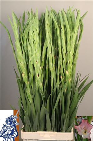 Gladiolus Careless 110cm 160gram